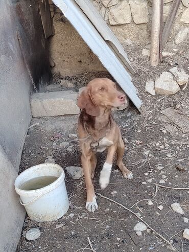 İtlər: Ov iti- ruski qonçil — 5