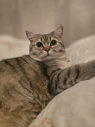Tabbi