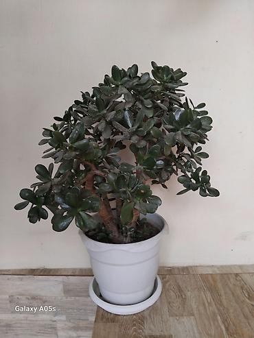 püstə ağacı satılır: Qızılgül ağacı (Crassula ovata) – iri ölçülü, dekorativ sulu bitki - — 1