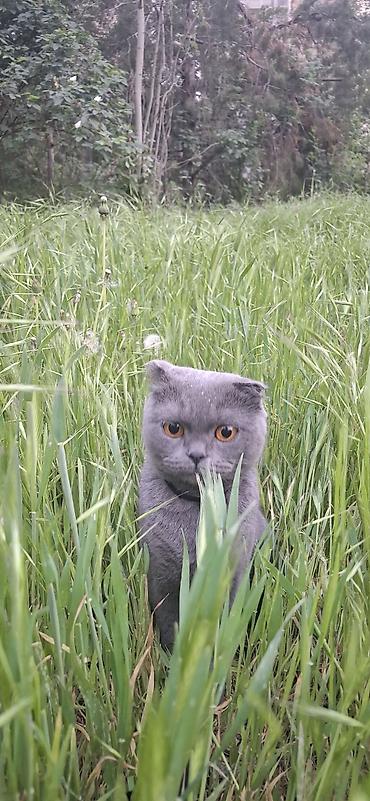 сиямский кошка: Девочка, 2 года — 4