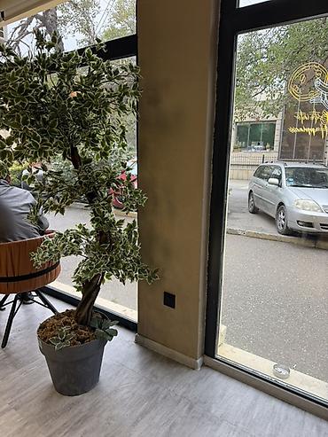 torf: Böyük dekorativ qapalı bitki (saxta ağac) - Realistik görünüşlü, sıx — 1