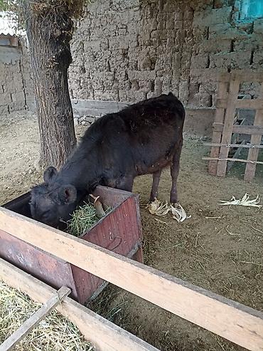 кой сатып алам бишкек: Сатам | Уй (ургаачы), Музоо | Ангус | Бордоп семиртүү үчүн, Көбөйтүү үчүн, Сүт алуу үчүн | Жасалма жол менен боозутуу, Бооз — 6