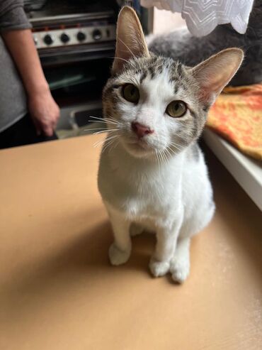 если не кастрировать кота: Котята подростки 5-6 месяцев кострированы м привиты и стерилизованы