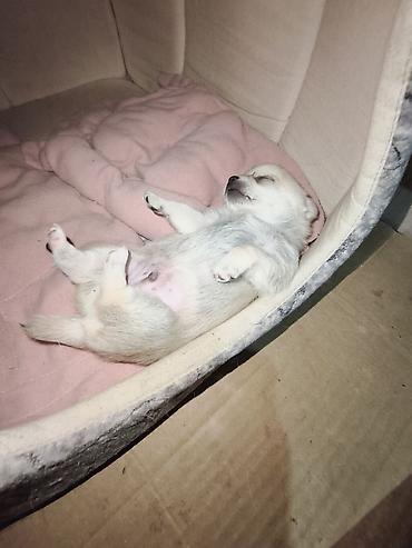 Продажа собак: Чихуахуа, 3 месяца, Самец, С прививкой — 11