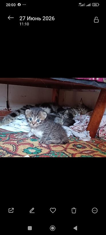 Мышыктар: 3 котят длинношёрстые,едят всё приучены к твёрдой пище,2 месячные — 3