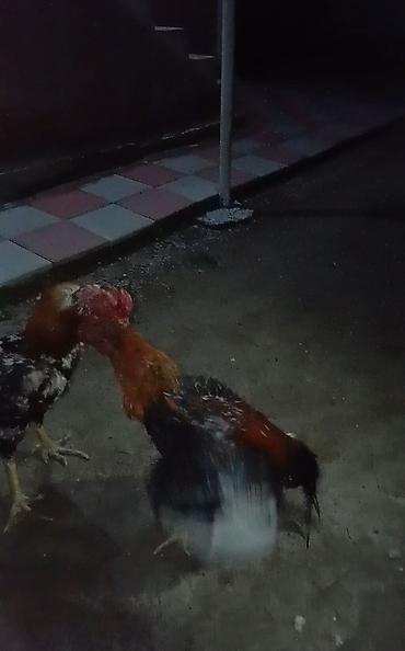 cins ineklerin satisi 2019: Xoruz, Heyratı, il: 1 — 3
