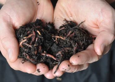 черви старатель в бишкеке: Продаю калифорнийских червей и просеянный биогумус . Самовывоз