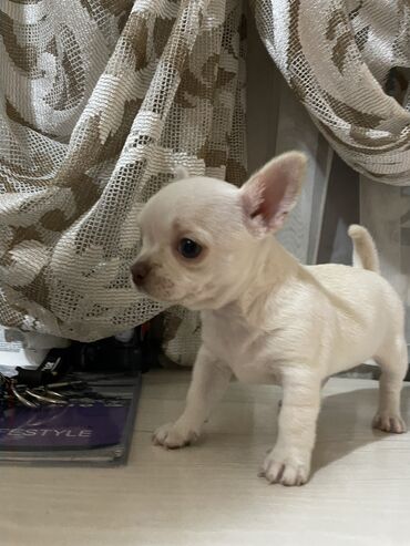 Собаки: Продаётся чистокровная девочка породы чихуахуа 2 месяца привита.Очень