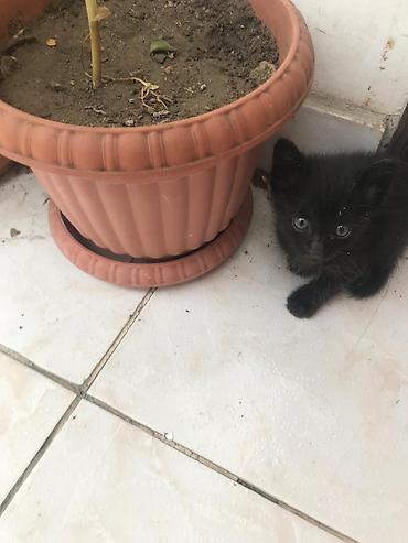 ağ qara pişik: Məhsul: Kiçik qara pişik balası Təsvir: - Tamamilə qara tüklü, parlaq — 2