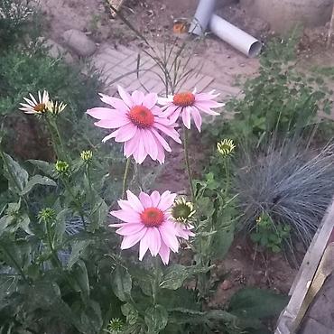 Другие садовые цветы и кустарники: Продаю разные цветы,злаковые: овсяница сизая,мискантус от 200с — 6