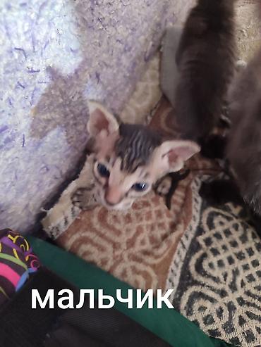 каракол животных: Бронь, бронь! выставляются на бронь 2 котёнка, породы сфинкс. Котята — 3