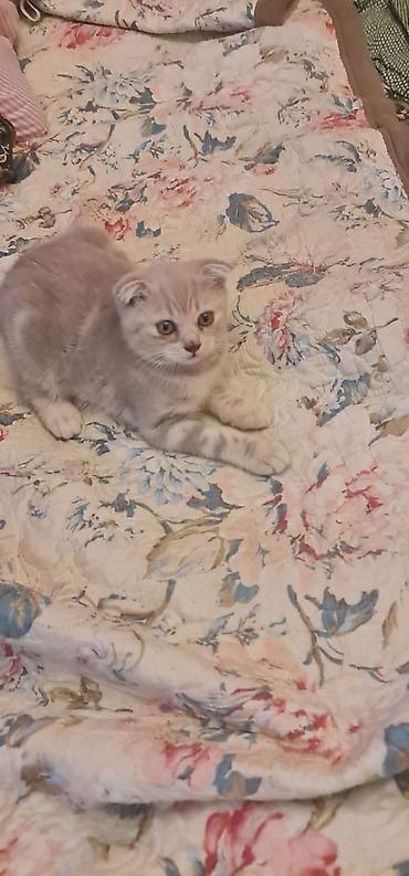 Pişiklər: Şotland — 9