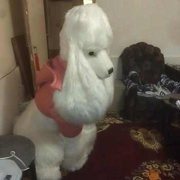 toy pudil: Satıram brend maldır yenidir Nəhəng plyuş pudel fiquru - Realistik — 6