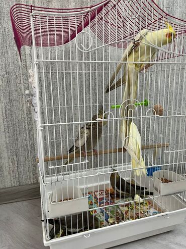 Digər kənd təsərrüfatı heyvanları: Karella - Qəfəs: ağ metal karkaslı, iki mərtəbəli hündür — 2