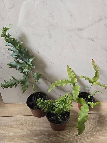 Филодендроны: Сциндапсусы,сансевиерии,сингониум Ред спот,сингиниум пинк бьюти — 8