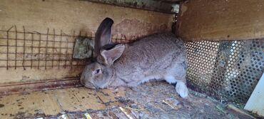 домик для кроликов: Продаю | Кролик самец | Фландр | Для разведения