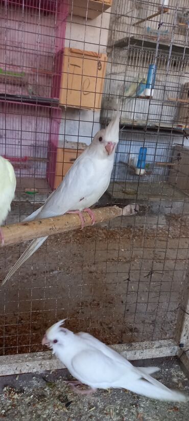 Tutuquşları: Son 2 eded qalib biri boyukdur biri balaca telesin 65 azn — 8