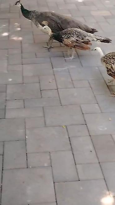 ordək balası və cucə: Toz quwu satilir tecili pul lazimdi diye deyerinden awagi verilir — 1