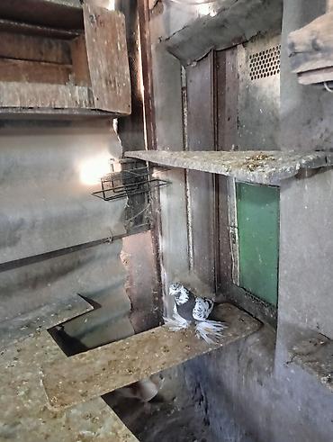 Птицы: Продаю молодых голубей 1 шт стоит пятьсот сом окончательно родители — 11