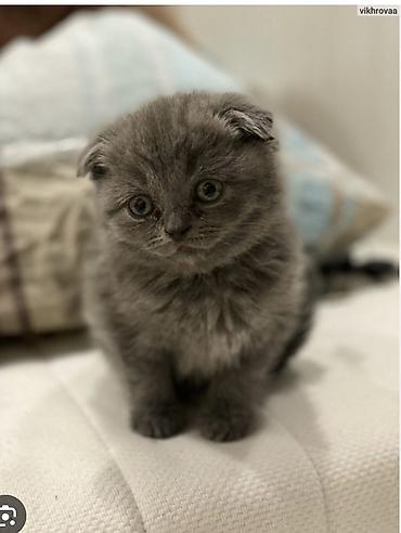 кошка вислоухая: Шотландский вислоухий котёнок, окрас сплошной голубой. - Порода — 1