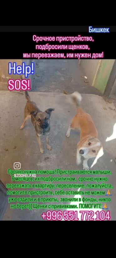 Отдам даром собаку: ‼️‼️‼️срочно нужен любящий хозяин номера телефонов указаны на фото at lalafo.kg — 6 Отдам даром собаку: ‼️‼️‼️срочно нужен любящий хозяин номера телефонов указаны на фото — 6