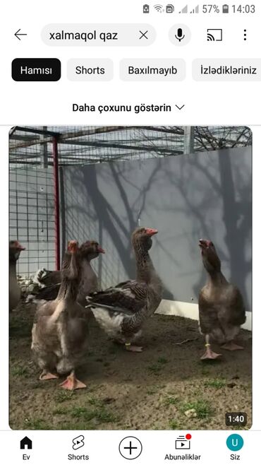 шотландский вислоухий котенок: Qaz alıram linda kuban gəncə zonası