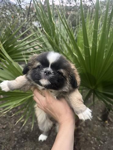 heyvan bazarı: Pekines, 2 ay — 1
