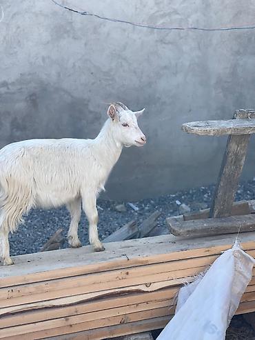 Keçilər, çəpişlər: Saanen keçiləri satılır macar sortu, rusiya sortu isveçrə sortu — 28