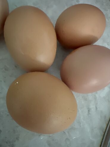 индюшиные яйца цена: Продаю яйцо парода адлер, черный принц