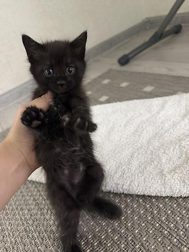 кошка породистые: Кошка даром: Тайская, 1 месяц, Девочка — 4