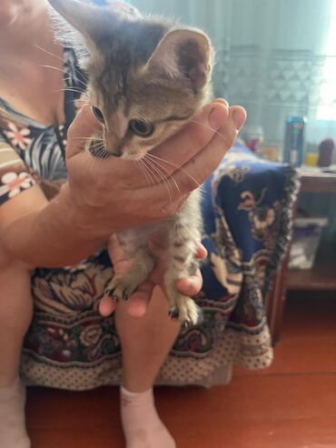 отдам даром котят бишкек: Отдам даром в хорошие руки девочка и мальчик