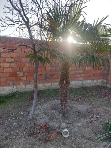 Pul ağacı: Palma ağaci