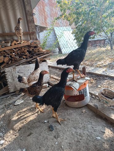 машины на продажу бишкек: Продаю | Куры | Бойцовая | Для разведения