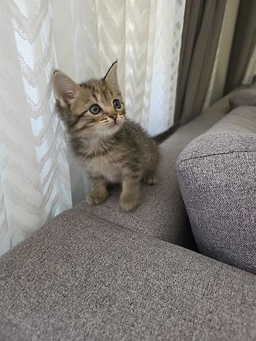 pişik tualet: Britan, Erkək, Ödənişli çatdırılma, Ünvandan götürmə — 4