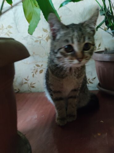 Отдам даром кошку: КОШКИ И КОТЯТА У НАС ПРИЮТ любой окрас есть можете выбрать у нас — 12