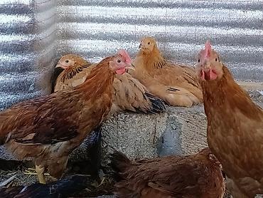 kend çolpaları: Təbii Qırmızı Sasso Çolpaları – Cəmi 12 AZN! 🐔 Tam sağlam, təbii — 3