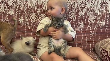 Продажа кошек: Котята, домашние, три девочки один мальчик игривые - кремово-сиамский — 8