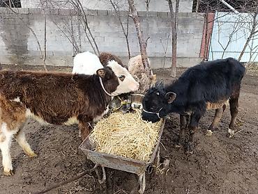 Коровы, быки: Продаю | Тёлка | Для молока | Осеменитель — 12