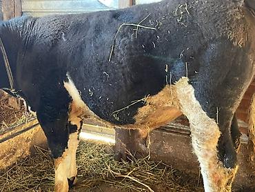 Коровы, быки: Продаю | Корова (самка) | Для молока — 20