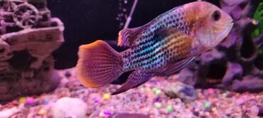 Akvariumlar: Zavod akvarium 330 litr olcusu 1.20 60.45 her seyi var bahali baliqlar — 7