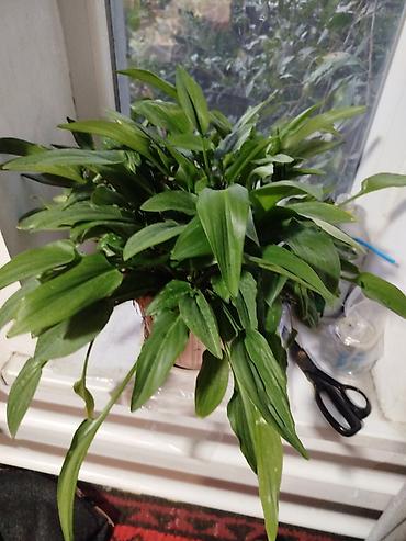 каланхоя: Комнатные растения – набор 1) Сансевиерия (Sansevieria trifasciata — 1