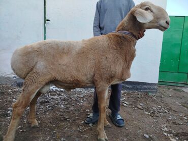 мейн кун бишкек питомник lyubushka купить котенка цена фото: Продаю | Баран (самец) | Арашан | Для разведения