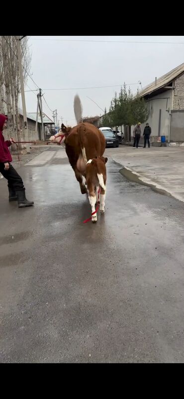 Inəklər, öküzlər: Satılır: inək bala ilə - Cins: qırmızı-ağ rəngdə, ətlik-südlük tip — 4