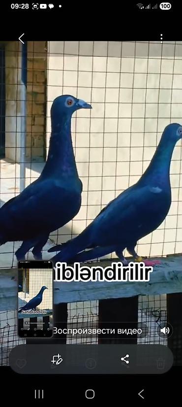 lalafo goyercin satisi: 🕊️ Göyərçinlər satılır! 🔹 Ərəb sortu – 50 AZN Uçan quşlardır — 3