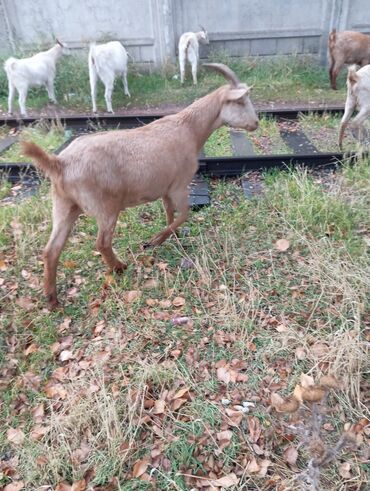 дом животных: Сатам | Эчки (ургаачы) | Сүт алуу үчүн