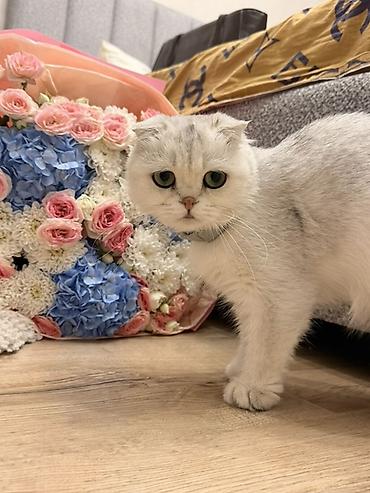 кошка скоттиш фолд цена: Скотиш Фолд (Шотландская вислоухая), 1 год, Девочка, Серебристая шиншилла, Приучена к лотку, Проглистована, С прививками — 3