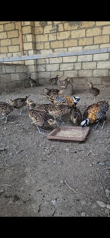 pisik su qabi: Kral qirqovulu tam saglam butun vaksinleri olunub catirilma var qiymet — 2