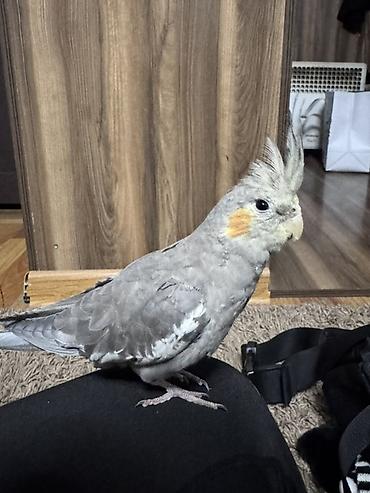 домашние попугаи корелла: Корелла серого окраса с характерными ярко-оранжевыми щечками и — 1
