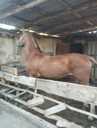 арабские лошади: Продаю | | Дончак | Для разведения, Конный спорт | Племенные