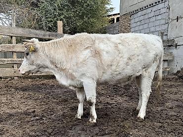шпиц собака цена бишкек: Продаю | Корова (самка) | На откорм, Для разведения, Для молока | Стельные — 1